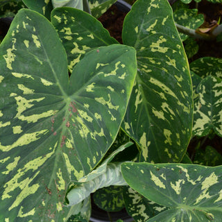 Alocasia Hilo Beauty