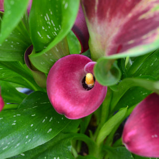 Calla Lily Brave Art