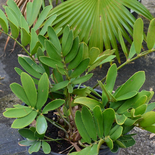 Cardboard Palm