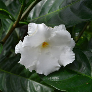 Gardenia Fleu D'Amour Double White