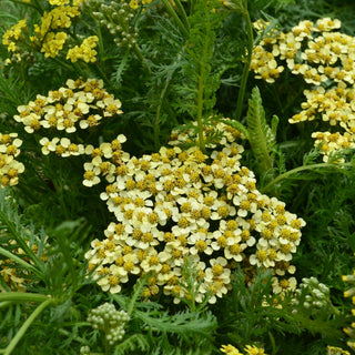 Milly Rock Achillea Terracotta