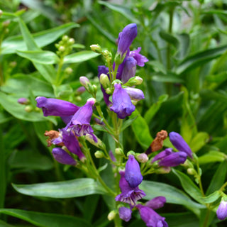 Penstemon Rock Candy Purple