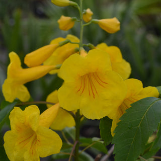 Yellow Tecoma Stans