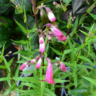 Penstemon Mission Bell Deep Rose