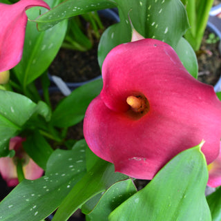 Calla Lily Hollywood