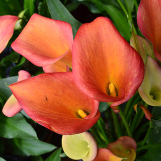 Calla Lily Serano