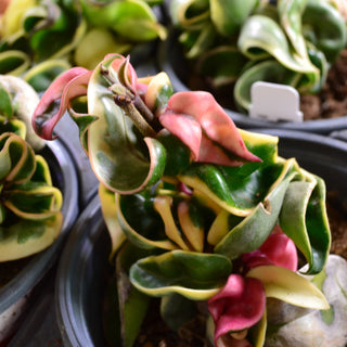 Hoya Hindu Rope Variegated