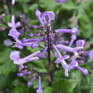 Plectranthus Velvet Elvis