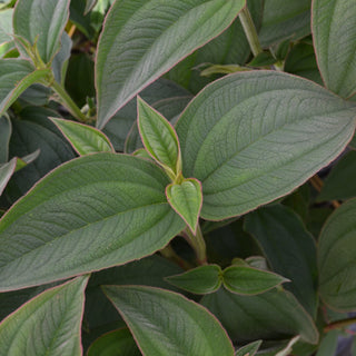 Tibouchina Purple