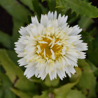 Daisy Western Star Pisces