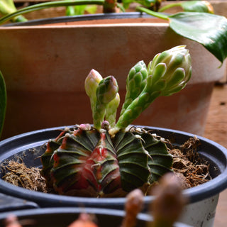 Gymnocalcyium Mihonavichii Mix
