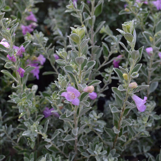 Texas Sage Silver