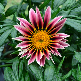 Gazania Giant Yellow Violet