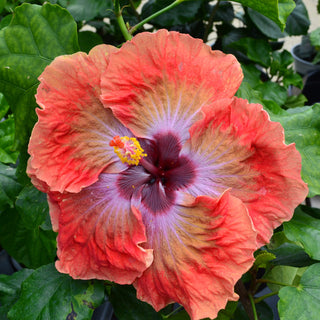 Cajun Hibiscus - Painted Sky