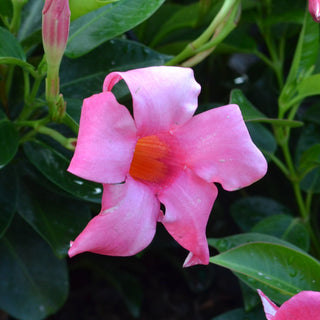 Mandevilla Pink