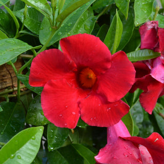 Mandevilla Giant Crimson Trellis
