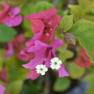 Bougainvillea Helen Johnson
