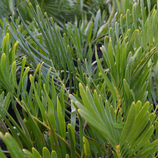 Zamia Coontie