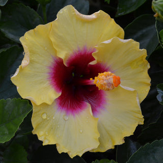 Hibiscus Hollywood Rico Suave