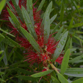 Bottlebrush Red