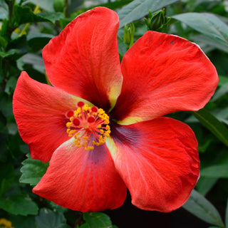 Starry Wind Hibiscus
