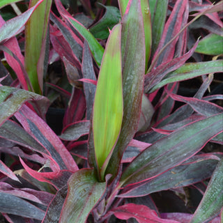 Cordyline Red Sensation