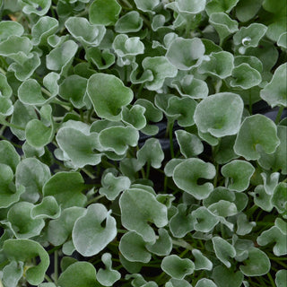 Dichondra Silver Falls