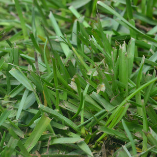 Centipede Sod