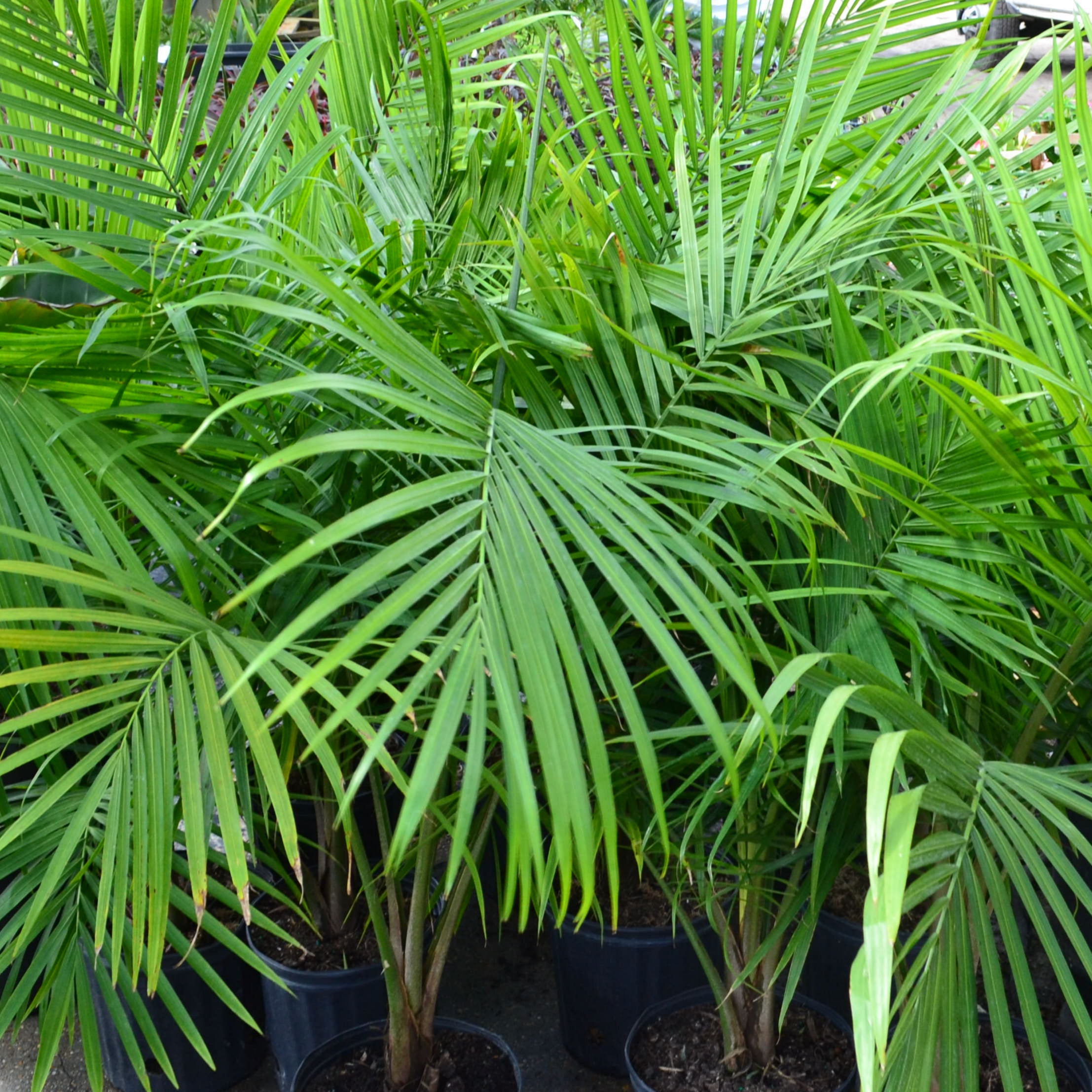green palm indoor plant Majesty Palm (Gallon Sizes) – Panhandle Palm & Rock