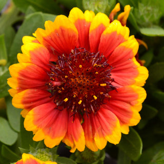 Gaillardia Barbican Yellow Red