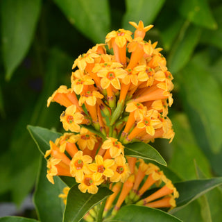 Orange Zest Cestrum