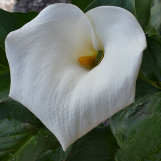 Calla Lily Aethiopica White