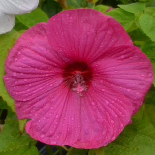 Cold Hardy Luna Hibiscus