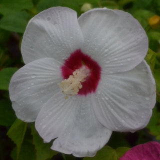Cold Hardy Luna Hibiscus