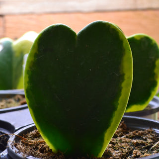 Hoya Heart Variegated
