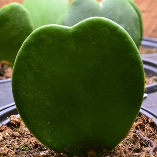 Hoya Heart