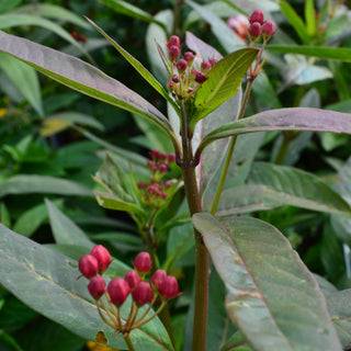 Butterfly Combo: Milkweed/Lantana/Penta