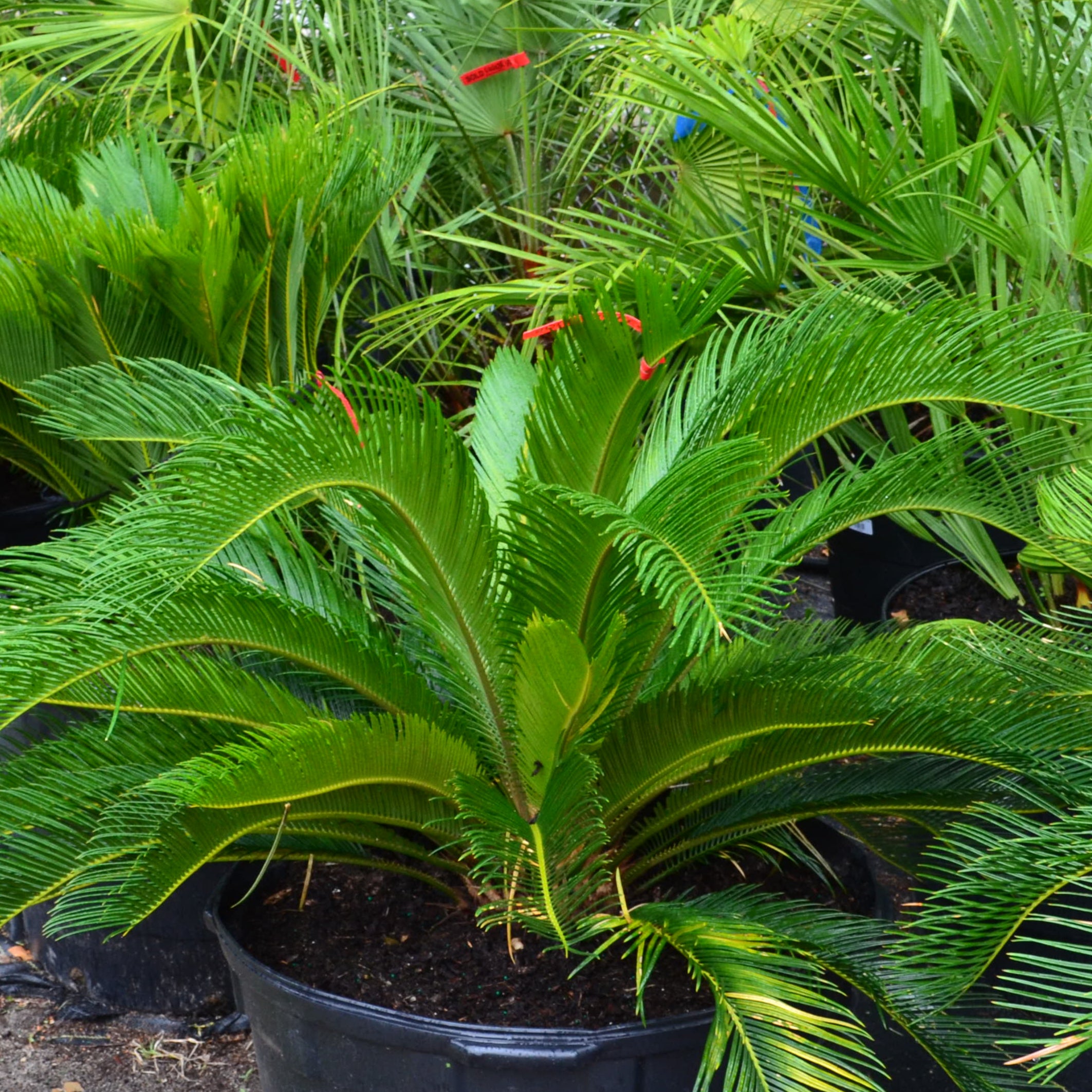 king sago palm plant Sago Palm (Gallon Sizes) – Panhandle Palm & Rock