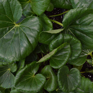 Farfugium Japonicum var. Giganteum