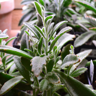Kalanchoe Panda Plant
