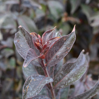 Black Diamond® Radiant Red Crape Myrtle