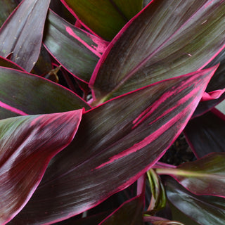 Cordyline Red Sister