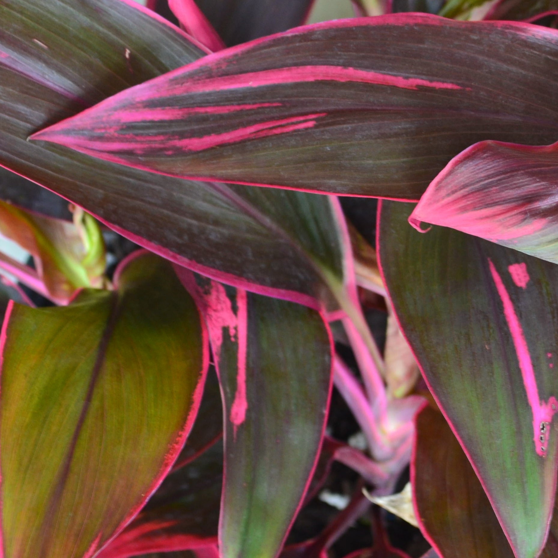 dracaena cordyline red sister Cordyline Red Sister – Panhandle Palm & Rock