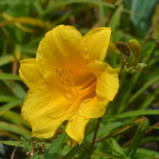 Stella De Oro Daylily