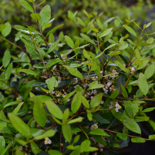 Dwarf Yaupon Holly