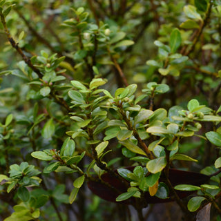 Compacta Holly