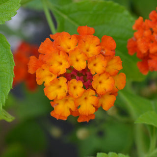Red Spread Lantana