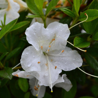 Encore® Autumn Ivory Azalea