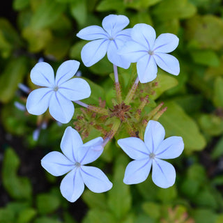 Imperial Blue Plumbago