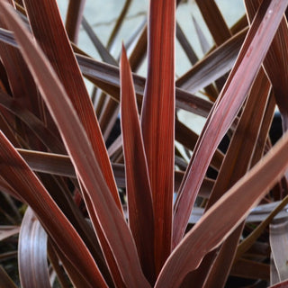Cordyline Red Star